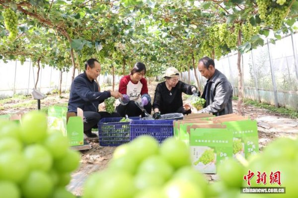 鑫耀证券 甘肃西峰：黄土塬金秋好“丰”景 特色产业“结”硕果